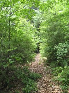 Garden Path